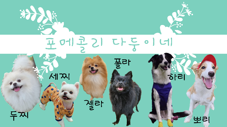 팔로우픽 - followPick | 💛강아지 제품들 협찬 받습니다💛