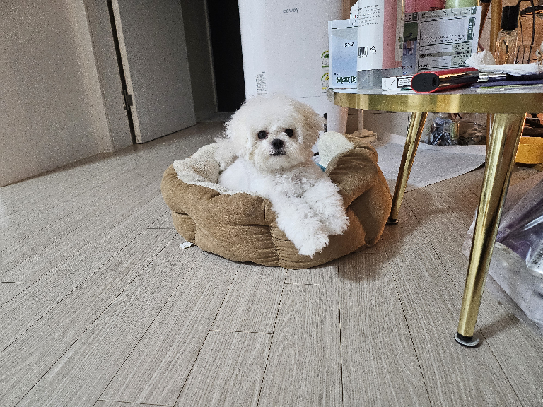팔로우픽 - followPick | 강아지 용품,장난감,숙박시설 등등 