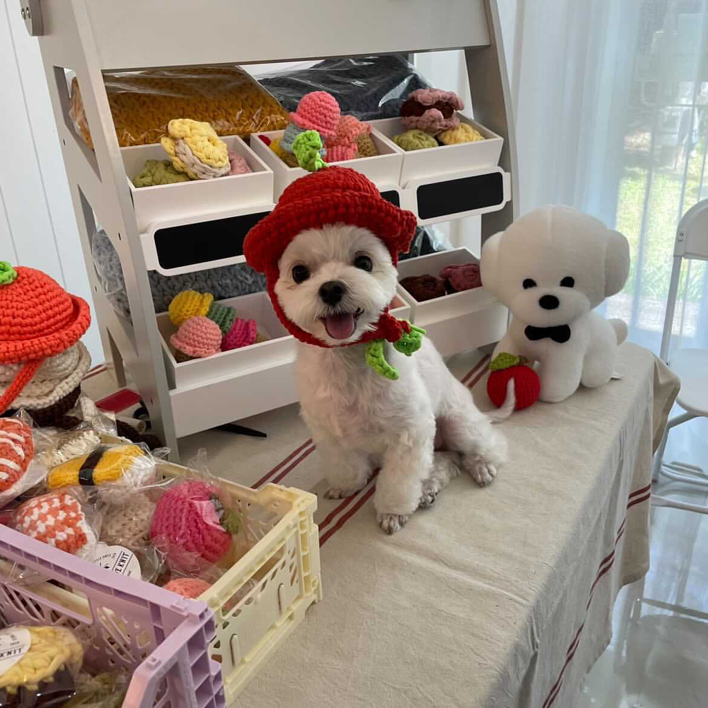팔로우픽 - followPick | 펫마켓놀러가서 모델된 김토리🐶