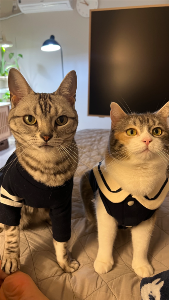 팔로우픽 - followPick | 고양이 용품 협찬 받아용😽