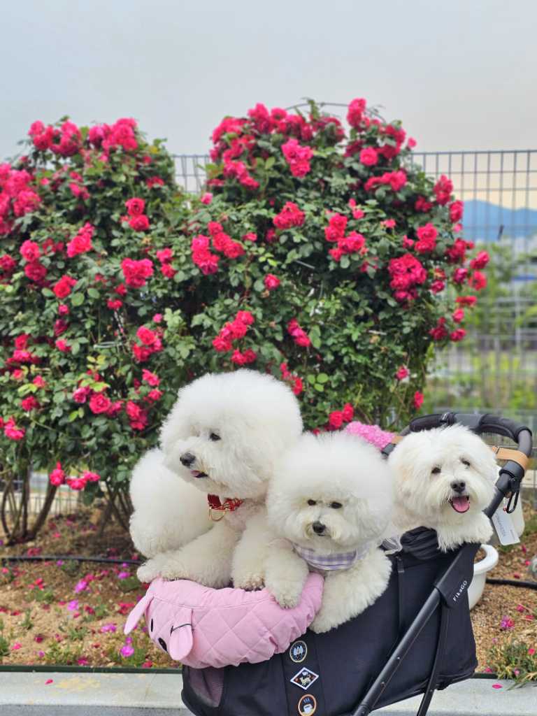 팔로우픽 - followPick | 애견용품 반려용품 여행 숙박 애견동반펜션 애견동박카페